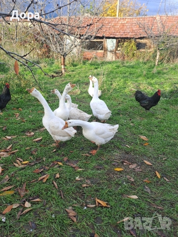 оплодени яйца от гъски Линда , снимка 3 - други­ - 52885216