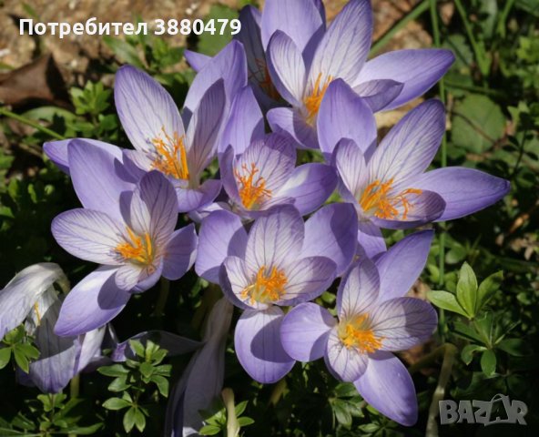 луковици на син  минзухар (пролетен и есен), снимка 1