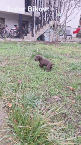 Свободни дратхаарчета , снимка 11 - Дратхаар - 53014939