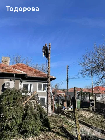 Рязане и премахване на опасни дървета, снимка 8 - Други услуги - 55735563
