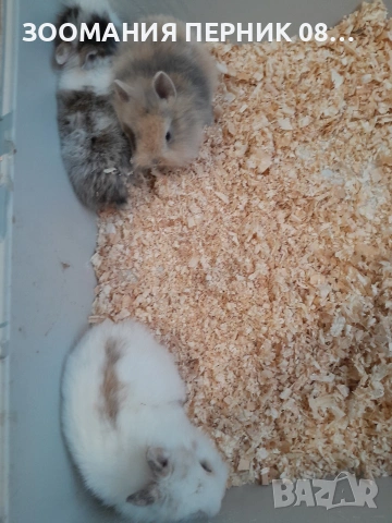 декоративни зайчета порода Лъвска , снимка 2 - Декоративни зайчета - 54162861