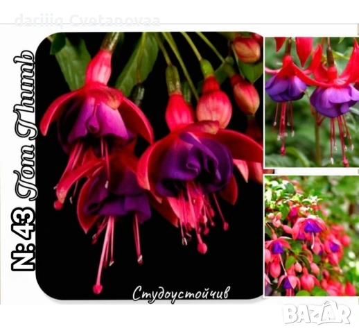 Фуксия за Градинска3.85€ и Каскадна 2.90€, снимка 12 - Градински цветя и растения - 54205891