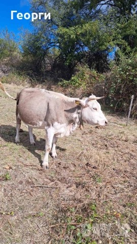 Продавам заплодена крава месодайна цена 2200 лв , снимка 9 - Крави - 52624936