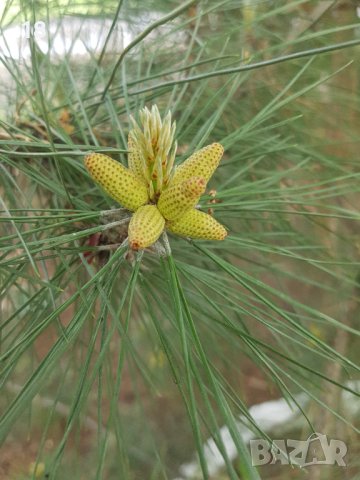 Борови връхчета