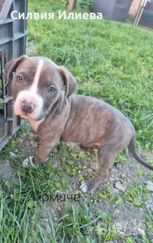 Малки бебета питбули, снимка 10 - Питбул - 53937837