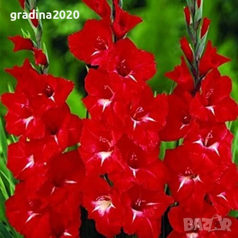 🌸 Луковици Гладиоли (Gladiolus)