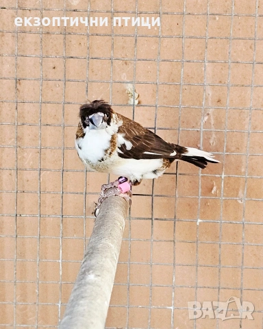 Двойка Японски Амадини 