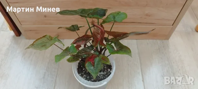 Сингониум (Syngonium) «Maria Allusion» 