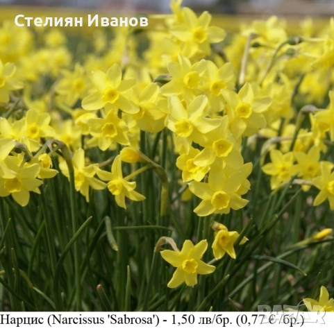 Нарцис (Narcissus 'Sabrosa') - луковици