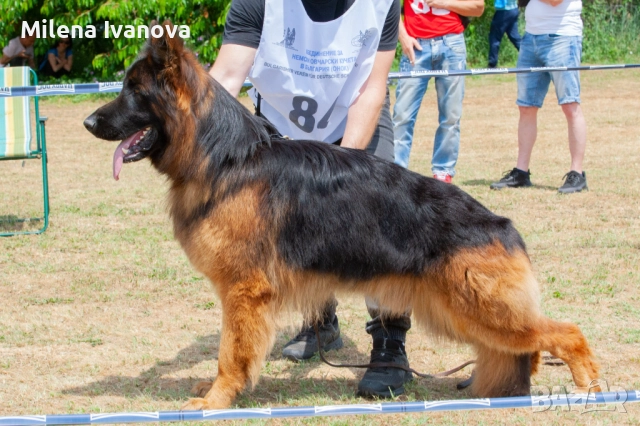 Легитимен развъдник разполага с кученца с дълъг косъм , снимка 16 - Немска овчарка - 52635144