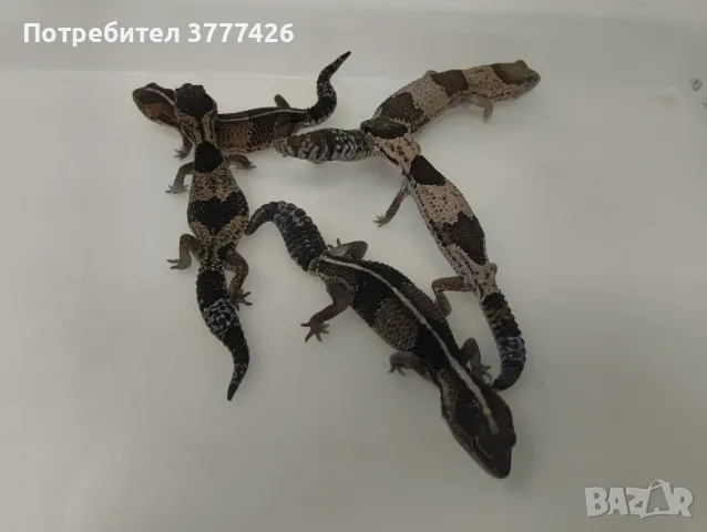 Дебелоопашат Гекон, снимка 2 - Гекон - 47200565