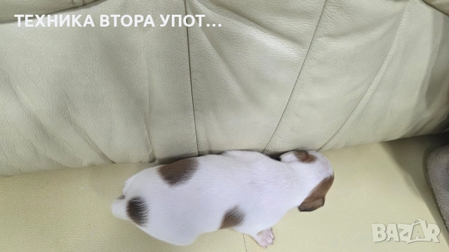 джак ръсел териер 3 броя женски, снимка 10 - Джак ръсел териер - 52885801