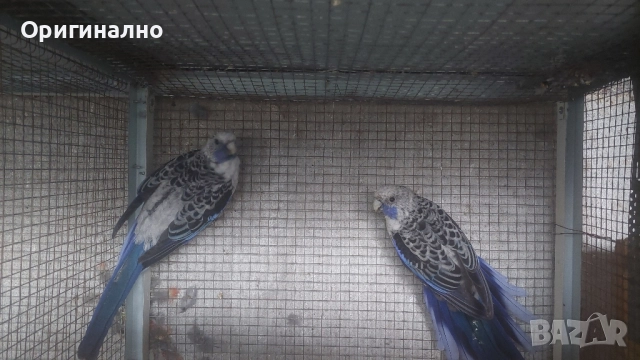 пенантови розели сини , снимка 3 - Папагали - 52184544