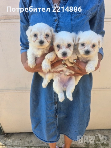 Малтийска болонка , снимка 12 - Болонка - 36473959