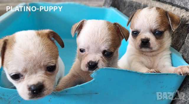 Мини чихуахиа, снимка 3 - Чихуахуа - 54315444