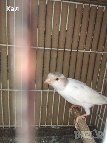 Мъжки канар, снимка 4 - Канари - 54189378