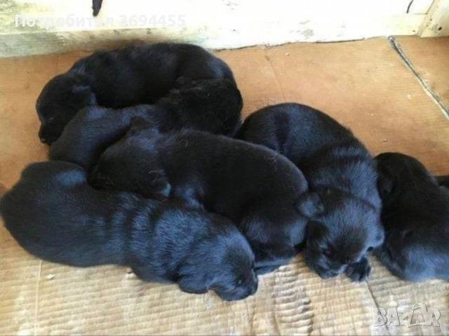 лабрадор ретривър, снимка 3 - Лабрадор ретривър - 52591223