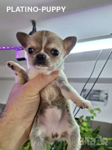 Чихуахуа Джудже момиче., снимка 2 - Чихуахуа - 48317234