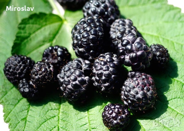 Малина Черно бижу, снимка 3 - Градински цветя и растения - 53905423