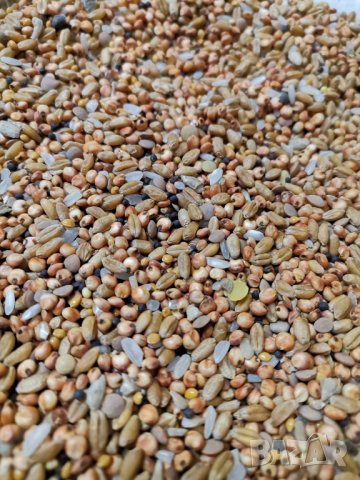 Смес/Храна за декоративни дребни породи гълъби и гугутки , снимка 2 - Гълъби - 25203194