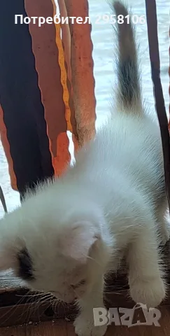 котенца търсят дом, 3 мес., снимка 4 - Други - 55841425
