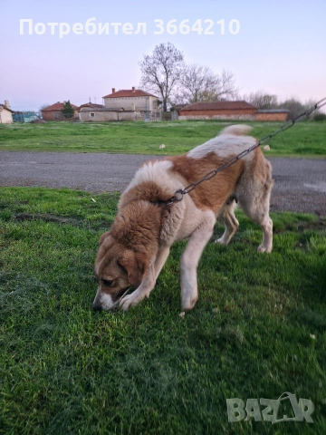 Кръстоска Каракачанска овчарка-Кангал, снимка 2 - Кангал - 54101798