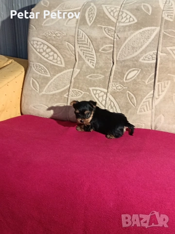 Йоркширски териер мини , снимка 13 - Йоркширски териер - 53883069