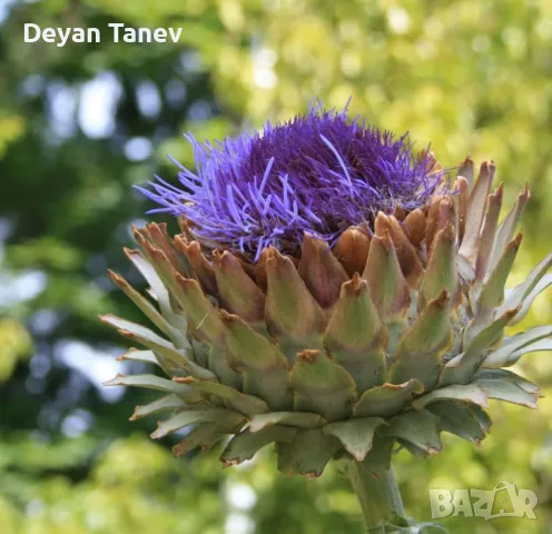 Разсад Артишок, цена 1 лев/1 брой ., снимка 1