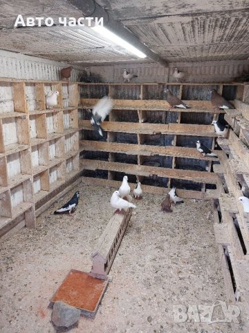 Продавам пазарджишки  високолетци, снимка 5 - Гълъби - 39956489