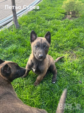 Малки кученца , снимка 5 - Белгийска овчарка - 54251779