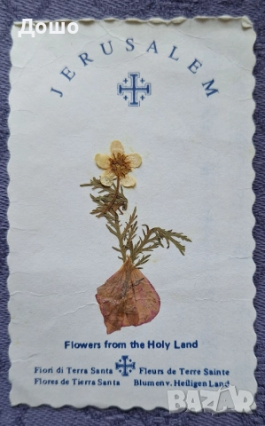 Картичка от Божи гроб с хербаризирано цвете