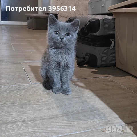 British Shorthair 61 дена