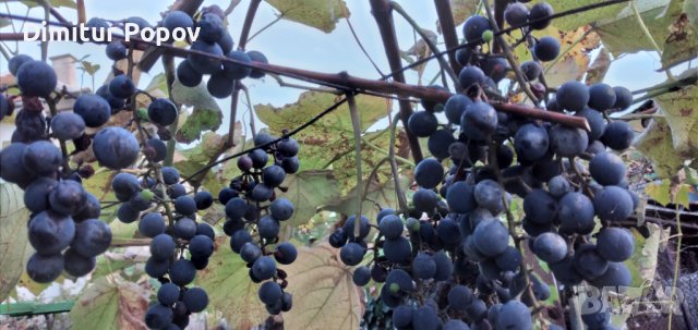 Отел- Резници, снимка 2 - Сортови семена и луковици - 42689895