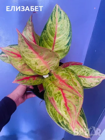 Aglaonema Aglaonema 