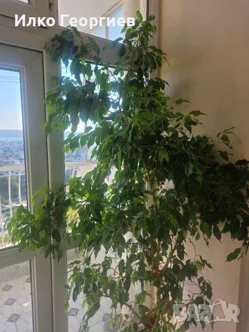 Продавам 3броя фикус бенджамин, снимка 2 - Стайни растения - 56167438