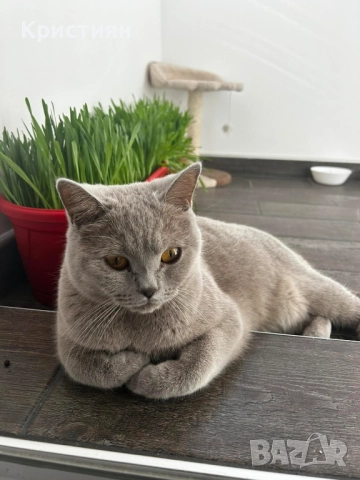 Британската късокосместа, снимка 7 - Британска късокосместа - 52415995