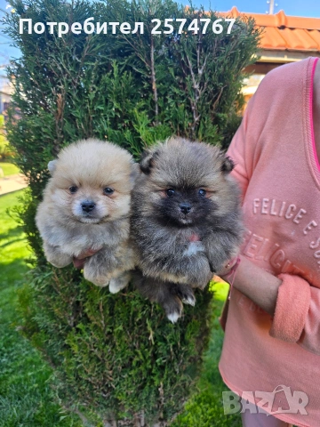 Померани , снимка 3 - Померан - 54097931