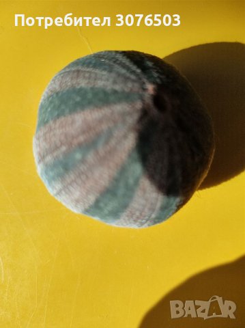 Два морски таралежа, снимка 1