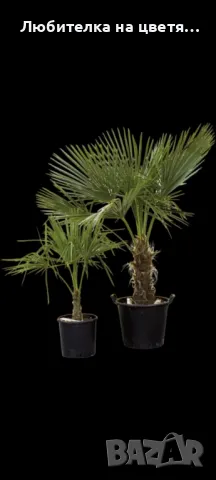 пресни семена хамеробс,трахикарпус( и разсад ), вашингтония и финикова канарска, снимка 5 - Сортови семена и луковици - 48914096