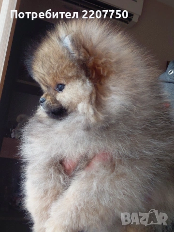 продавам померан , снимка 3 - Померан - 53388816