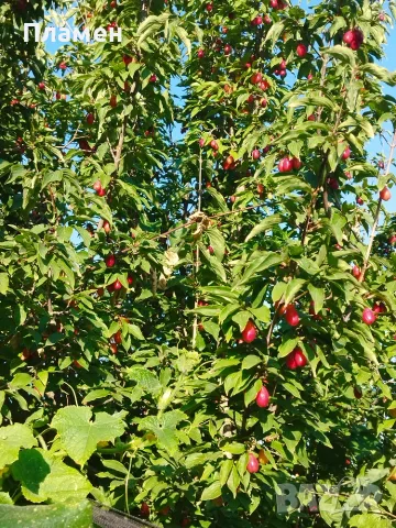 Дренки-много едър дрян, снимка 6 - Домашни продукти - 55739235