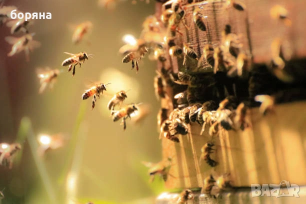 пчелни отводки