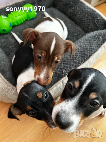 БЕБЕ ДЖАК РЪСЕЛ С 2 ВАКСИНИ И ПАСПОРТ 0611251740, снимка 17 - Джак ръсел териер - 52322644