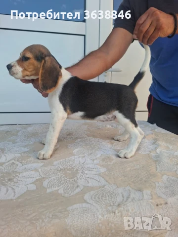 Бигъл, снимка 2 - Бигъл - 51015013