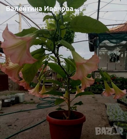 комплект оранжев, розов и бял ангелски тромпет , снимка 1 - Стайни растения - 42925583