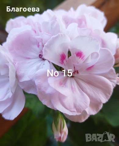 Комплект вкоренени резници Мушкато 5 бр - 5 цвята