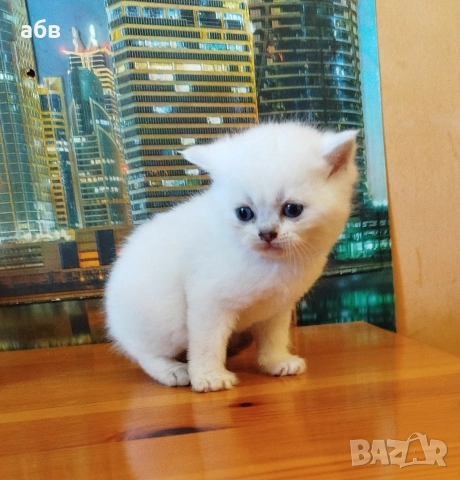 Британски сребърни чинчили 