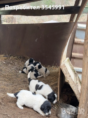 Кученца Каракачанка, снимка 2 - Каракачанска овчарка - 54076615