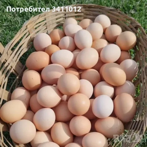 Яйца, снимка 1