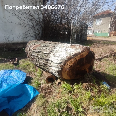 Ствол от вековен орех, снимка 4 - Дърводелски услуги - 54030859